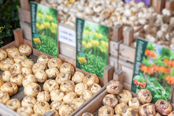Fritillaria Lutea and Rubra tuber