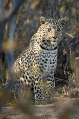 Naklejka premium Leopard in afternoon light