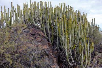 Cactus in mountain at Tenerife, Canary Islands, Spain.