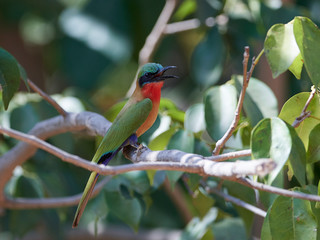Red-throated bee-eater (Merops bulocki)