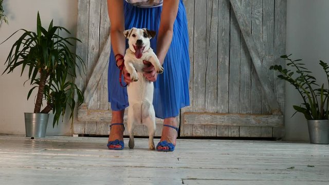 Puppy with the woman's legs