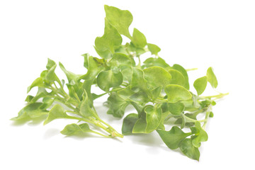 watercress on white background