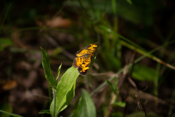 butterfly on flower
