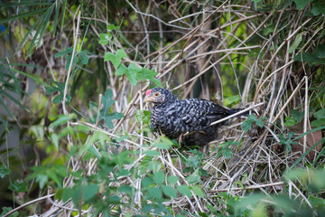 Chickens at outdoors