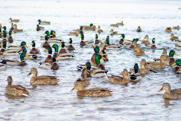 a flock of wild ducks swims in the water.