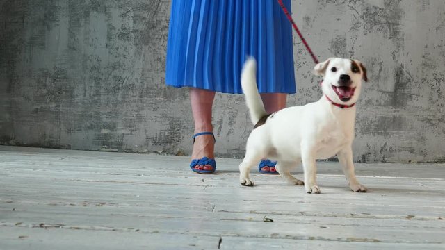 Puppy with the woman's legs