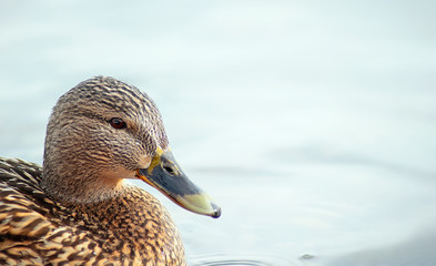 portrait of a wild duck floating in the lake close-up.