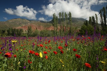 red poppy flowers in a field.artvin/turkey