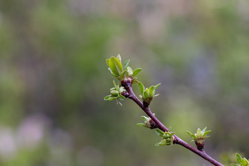 a branch of blooming cherry tree in a garden. Spring, March
