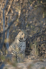Leopard in afternoon light