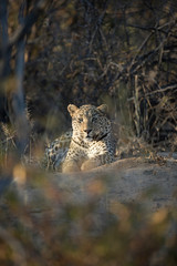 Leopard in afternoon light