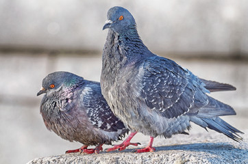 love games in pigeons