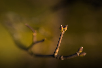 Haiku Wabi Sabi 2 buds of an apple tree