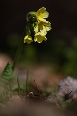 cowslip blurred background Haiku Wabi Sabi