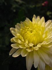 beautiful autumn white flower chrysanthemum close up