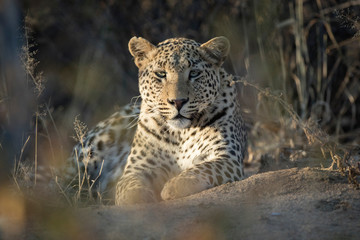 Leopard in afternoon light