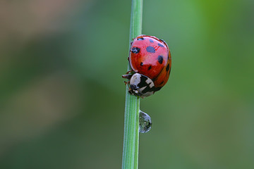 Ladybird on a blade of grass with dew drops
