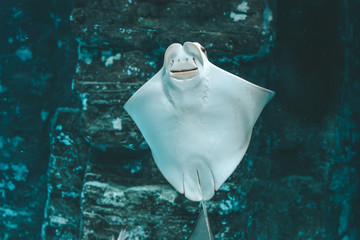 Cute stingray swims in aquarium close-up, bottom view
