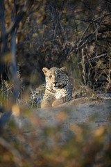 Leopard in afternoon light