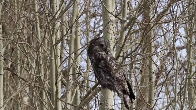 Close up of Great Grey Owl perched in a tree along rural road in the foothills of south-western Alberta.