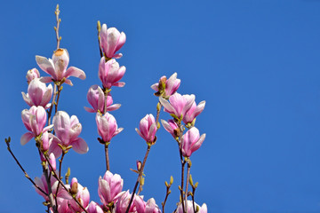 Beautiful Magnolia flower blossoms on tree in early spring in front of clear blue sky