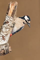 Splendido ritratto di un picchio (Dendrocopos major)