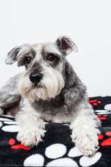 tender pet - miniature Dog Schnauzer 