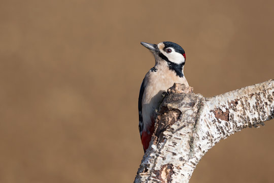 Picchio 이미지 찾아보기 1,212 스톡 사진, 벡터 및 비디오 Adobe Stock