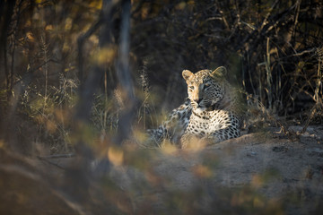 Leopard in afternoon light