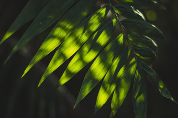 Sunlight breaks through the leaves of a palm tree