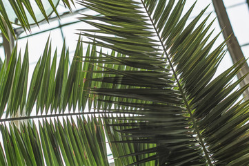 Fototapeta na wymiar Palm branch background