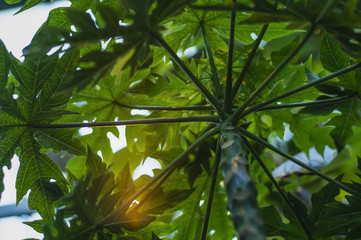 Obraz na płótnie Canvas Papaya Green tree
