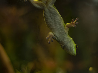 Madagascar gecko on glass in a terrarium hanging upside down.