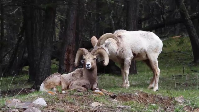 Bighorn Sheep rams grooming each other in the Rocky Mountain region of southwestern Alberta