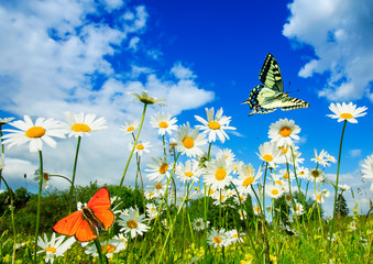 beautiful different butterflies flutter in a bright meadow over white flowers daisies on a Sunny...