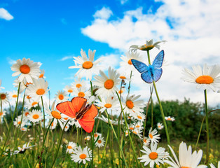 Obrazy na Szkle  różne piękne motyle latające nad łąką na jasnych białych kwiatach stokrotki w słoneczny letni dzień i pić nektar