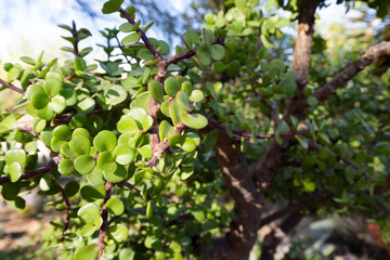 Fototapeta na wymiar Green Jade Succulent Plant
