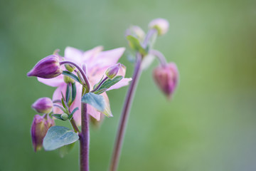 Beautiful Aquilegia flower in garden on green blurred background. Horizontal photography