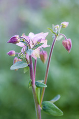 Beautiful Aquilegia flower in garden on green blurred background. Vertical photography