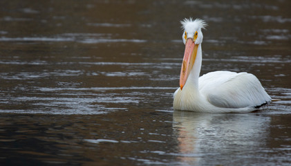 American White Pelican