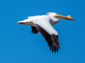 American White Pelican