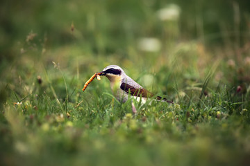 The northern wheatear or wheatear (Oenanthe oenanthe) sitting in the grass with a worm in the beak.Small passerine among the grass.
