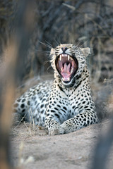 Leopard in afternoon light