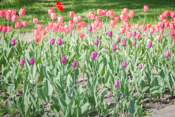 Bright colorful tulips grow on the flower bed in the spring