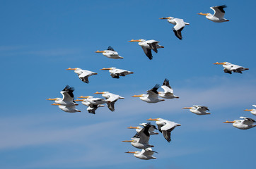 American White Pelicans