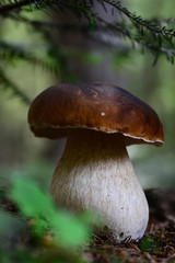 Little boletus in the Carpathian forests