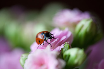 Ladybug On Beautiful Flowering Flower Kalanchoe. Shallow Depth of Field