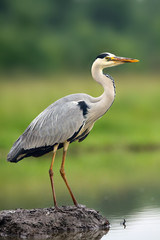 The grey heron (Ardea cinerea) standing and fishing in the water.A large heron with  green background. Great heron in a pile of mud in a shallow pond.