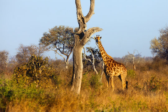 The south african giraffe (Giraffa camelopardalis giraffa) is standing in the savanna full of bush in beautiful morning sunrise. Big male on the savanna.