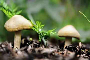 Little mushrooms in the grass
